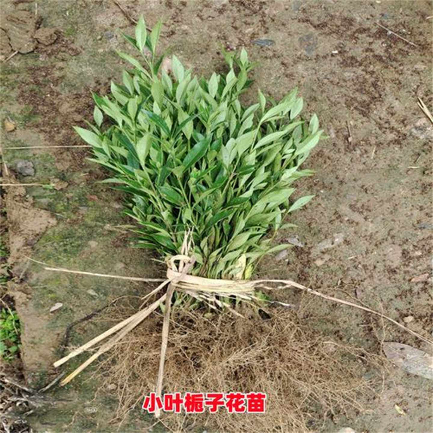 室内外盆栽重瓣大叶栀子花苗浓香型栀子小叶栀子花牡丹栀子花苗