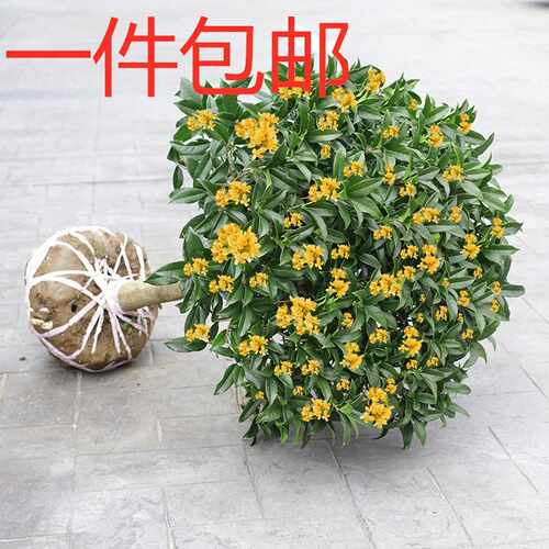 四季桂桂花树苗桂花树盆栽庭院浓香植物室内外花卉地栽桂花树批发