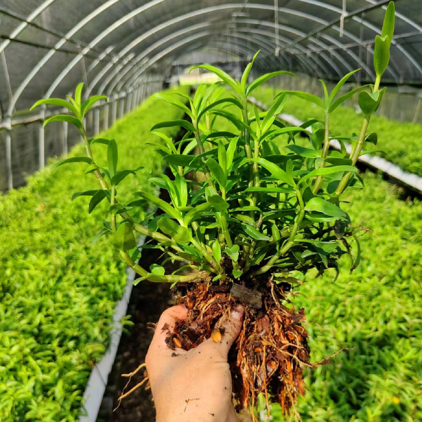 浙江雁荡山铁皮石斛苗红杆软脚石斛盆栽基地直销3年苗绿植可食用