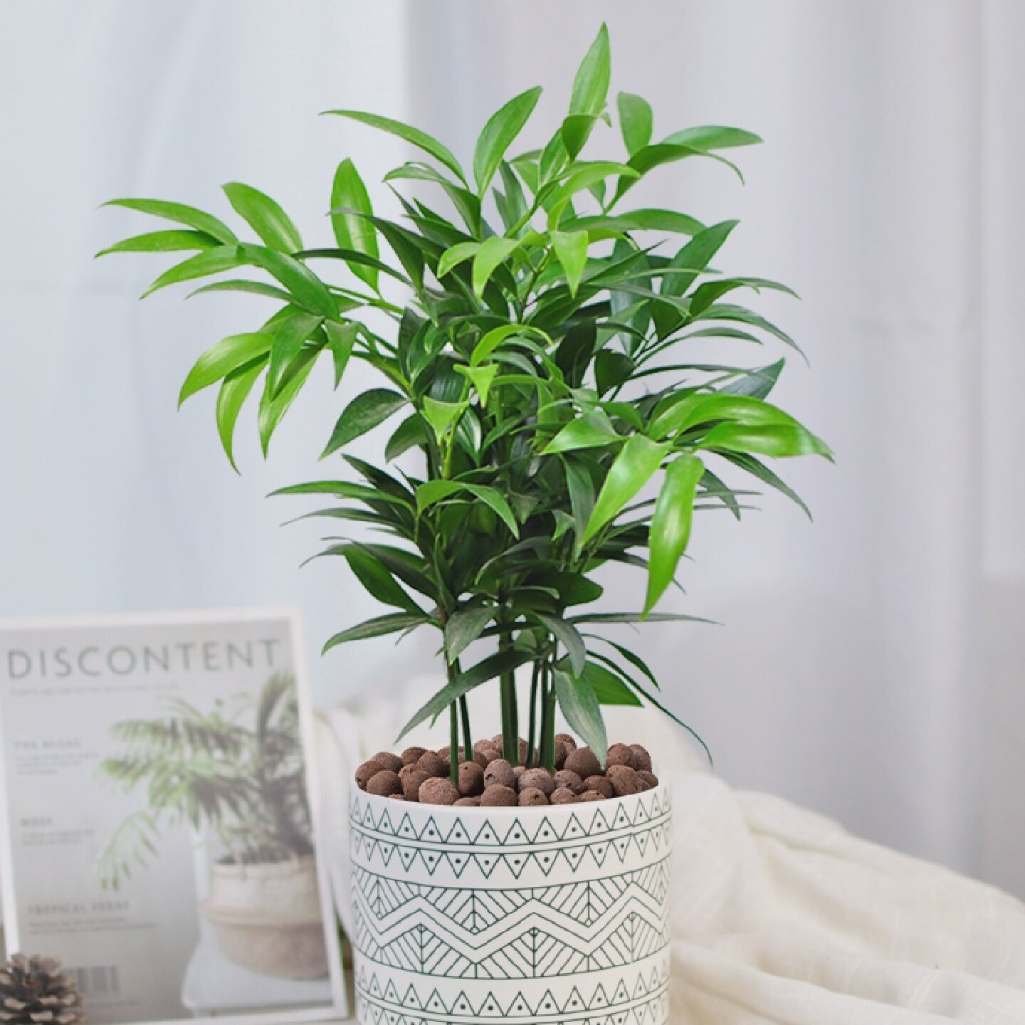 竹柏盆栽植物室内桌面驱蚊虫净化空气好养活耐寒老桩长寿竹小绿植