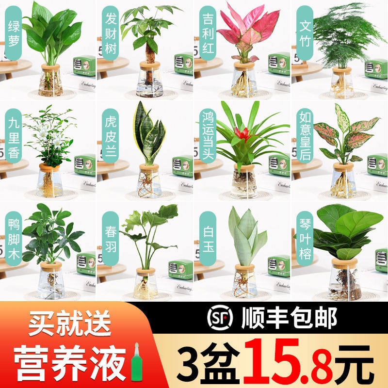 水培植物办公室内桌面花卉水养小绿植盆栽绿萝吊兰发财树文竹