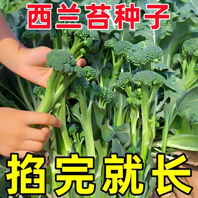 【摘完又长】西兰苔种子种籽西兰花种苗秧苗芥蓝菜苔蔬菜孑菜心秧