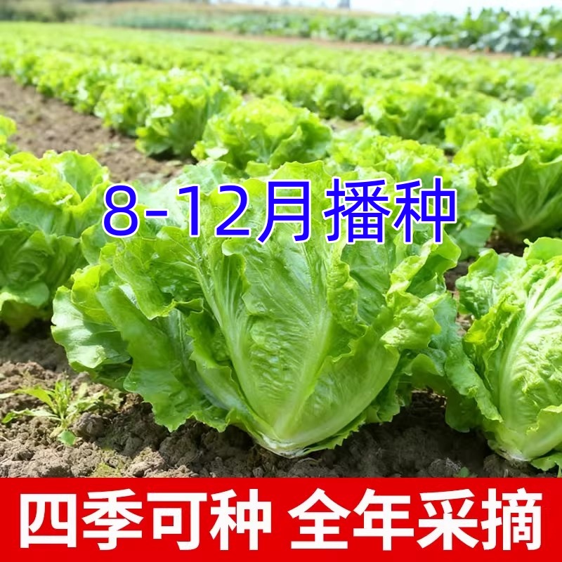 意大利生菜种子耐寒耐热四季播汉堡脆甜田园庭院蔬菜种籽懒人菜籽