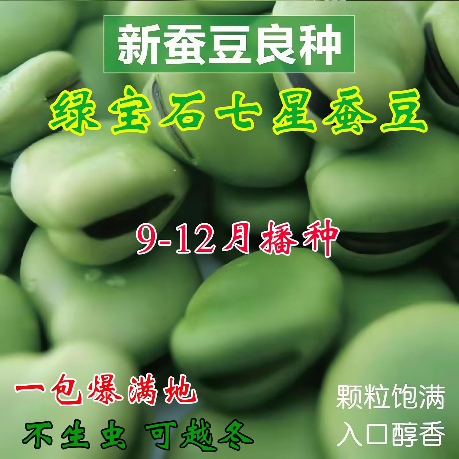 绿宝蚕豆种子秋冬绿宝七星特大高产蚕豆种子罗汉豆种籽早熟耐寒15