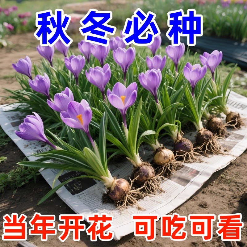 药用藏红花种球盆栽耐寒耐冻花卉番红花种球室内室外药材易养绿植