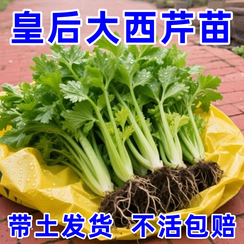 皇后大西芹四季种植幼苗秋冬盆栽阳台蔬菜种籽幼苗秧苗带土发货