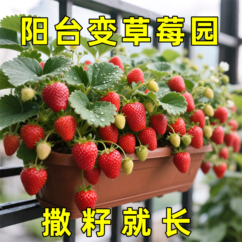草莓种子四季播种易活结果奶油草莓种籽阳台盆栽苗蔬菜开花种子孑