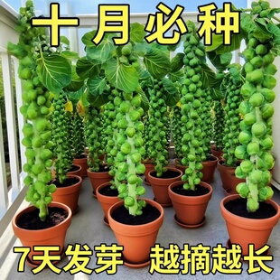 播陽臺盆栽蔬菜籽種孑 孢子甘藍種子孢子甘藍菜子甘蘭小包心菜四季