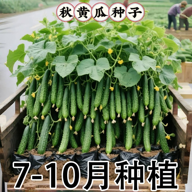 唐山秋瓜种子秋黄瓜丰产水果黄瓜阳台盆栽春季秋季易播种蔬菜种子