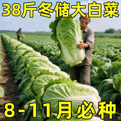 秋冬储38斤大白菜种子特大包心白菜种孑耐寒四季夏播高产蔬菜种