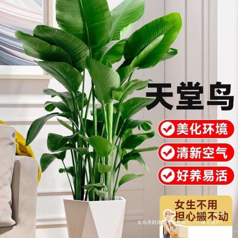 天堂鸟绿植客厅大型植物盆栽室内大叶禄植花卉办公室四季常绿好养