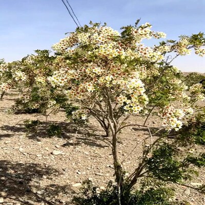 文冠花树苗浓香型花卉耐寒庭院别墅风景树四季南方种植盆栽阳台