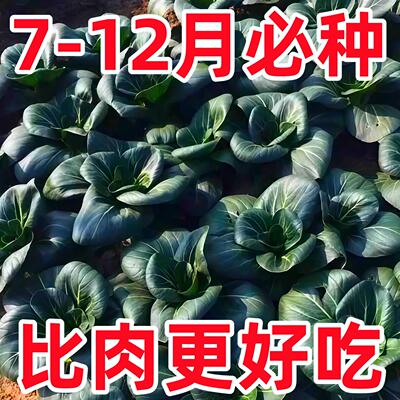 黑甜苏矮脚苏州青耐寒秋播黑叶青菜种籽春秋四季播蔬菜种孑
