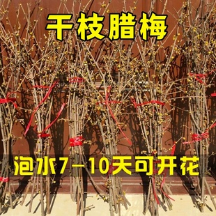 干枝腊梅花苞素心腊梅鲜花水培植物耐寒好养浓香腊梅遇水开花植物