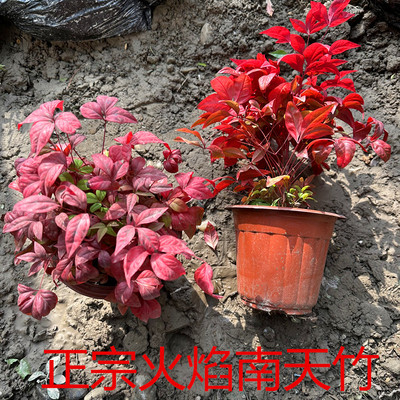 南天竹树苗红天竹苗庭院观叶植物绿化苗木耐寒办公室内绿植盆景竹