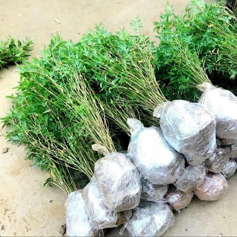 丛生凤尾竹盆栽竹子庭院观赏植物微型盆景米竹苗室内阳台种植花苗