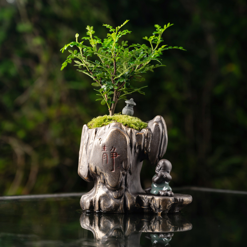 飘枝小叶黄杨清香木花盆绿植盆景室内办公室驱蚊植物常青装饰摆饰