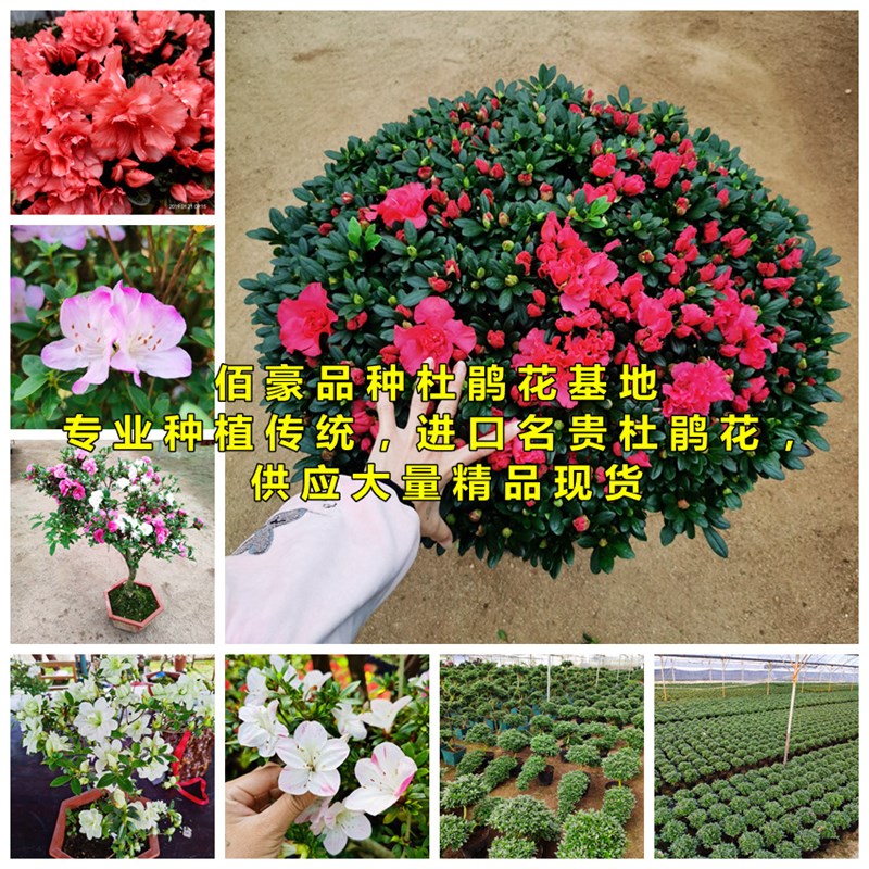 杜鹃花专用土杨梅红花卉造型老桩通用型营养土壤弱酸性培植土现配