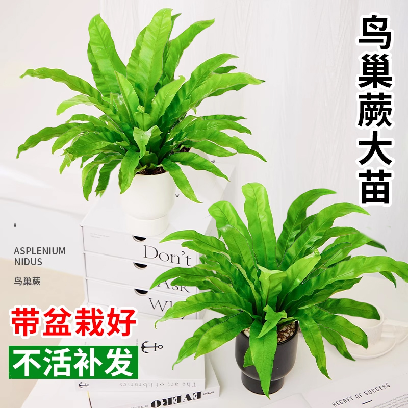 鸟巢蕨盆栽大苗铁线蕨蕨类植物办公室内客厅观叶绿植四季常青好养