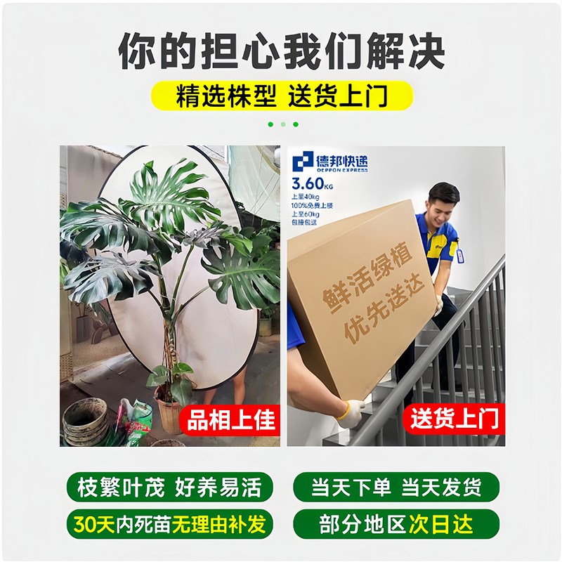 龟背竹老桩客厅大盆栽提根大叶客厅室内大型植物开背巨型绿植好养