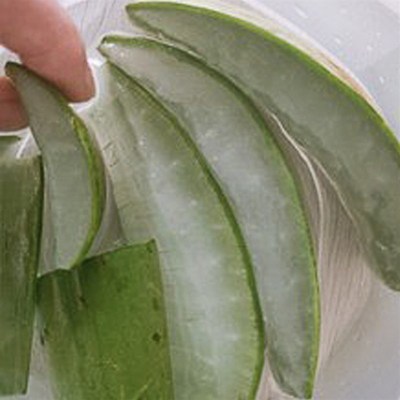 库拉索芦荟盆栽植物美容补水特大可敷脸芦荟分解液灌肤美容院专用