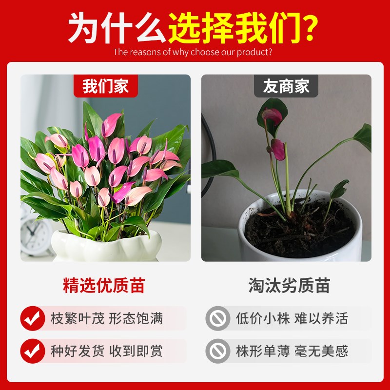 紫掌红掌白掌一帆风顺绿植带花苞大号室内桌面客厅易活花卉小盆栽