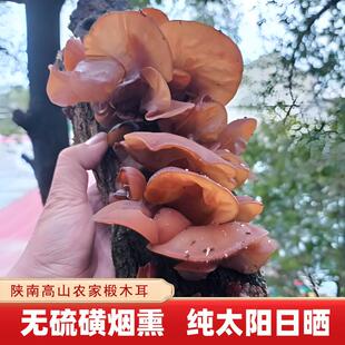 旗舰秦岭特产黑木耳陕南安康干货小碗耳椴木耳汉中无根小木耳500g