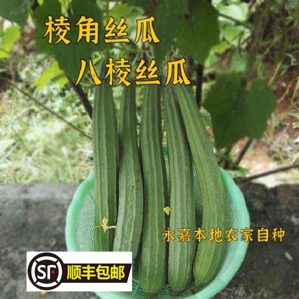 顺丰浙江温州永嘉本地新鲜八棱瓜八角瓜丝瓜棱角瓜自种蔬菜现摘