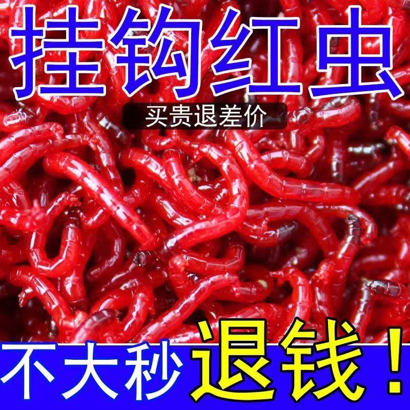 天津红虫钓鱼鲜活红虫特大号挂钩红虫活饵活体蚯蚓红虫鱼饵料