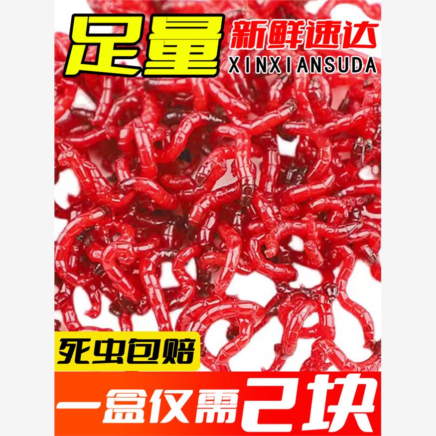 【元一盒】鲜虫号红虫体鱼红虫鱼小二活红特大活饵活喂饵料蚯蚓药