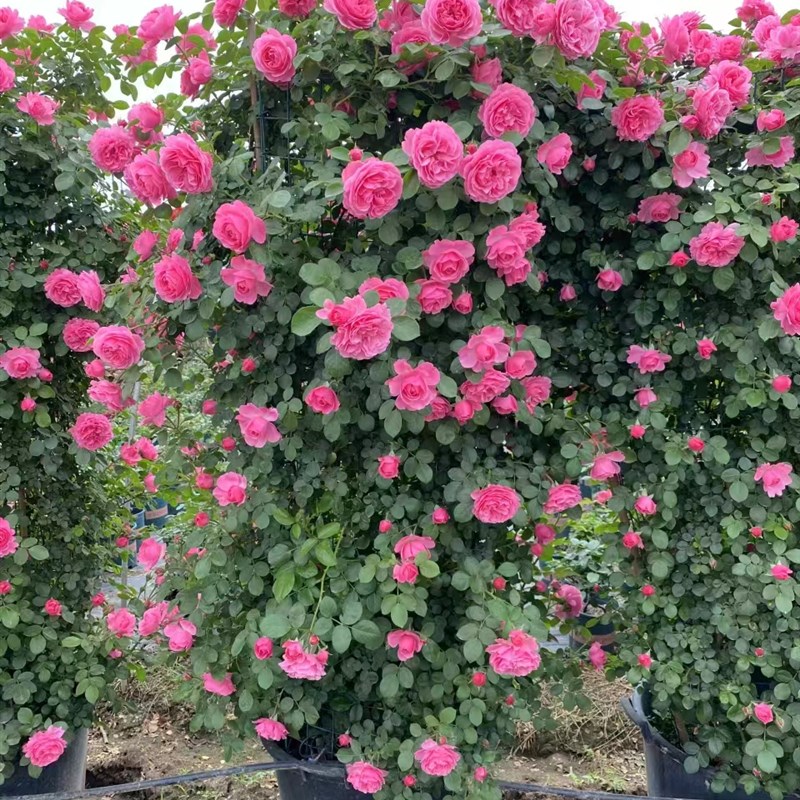 藤本月季大苗爬藤月季浓香大花欧月蔷薇花苗多季开花 母本大苗