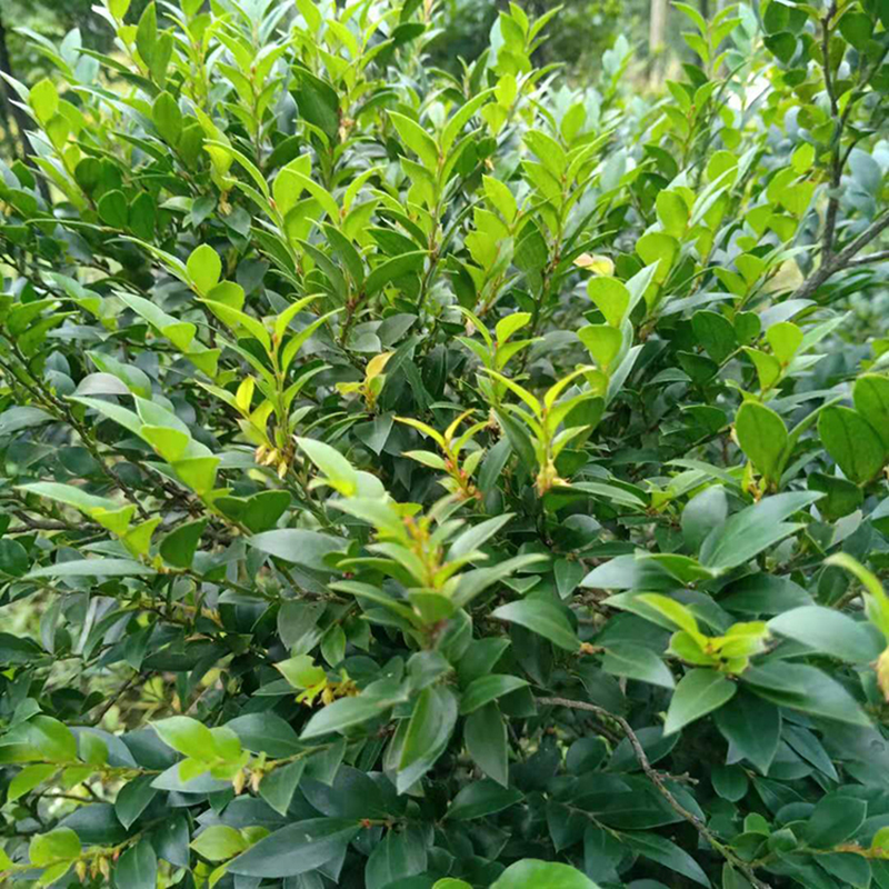 广东小叶紫檀盆景防辐射盆栽植物室内花卉绿植四季常青办公室桌面