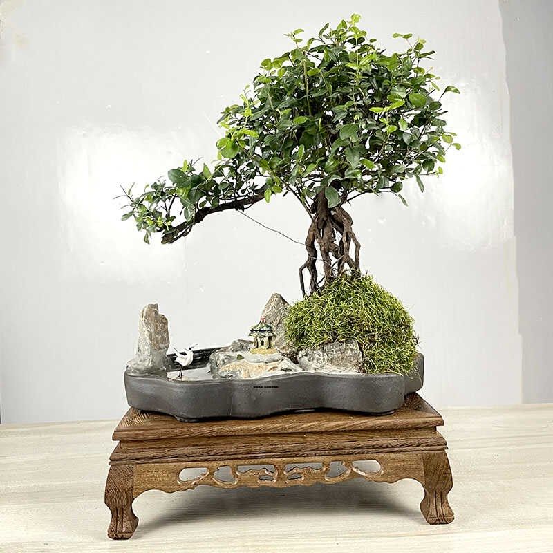 小叶雀梅盆栽树桩造型假山盆景植物老桩办公室内客厅绿植桌面好养,鲜花速递/花卉仿真/绿植园艺,造型盆景,淘宝优惠券,粉丝福利购,淘宝优惠卷