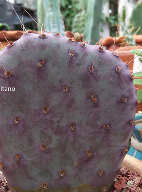 圣丽塔 稀缺品种开花紫色仙人掌多肉植物阳台庭院大型花卉小盆栽