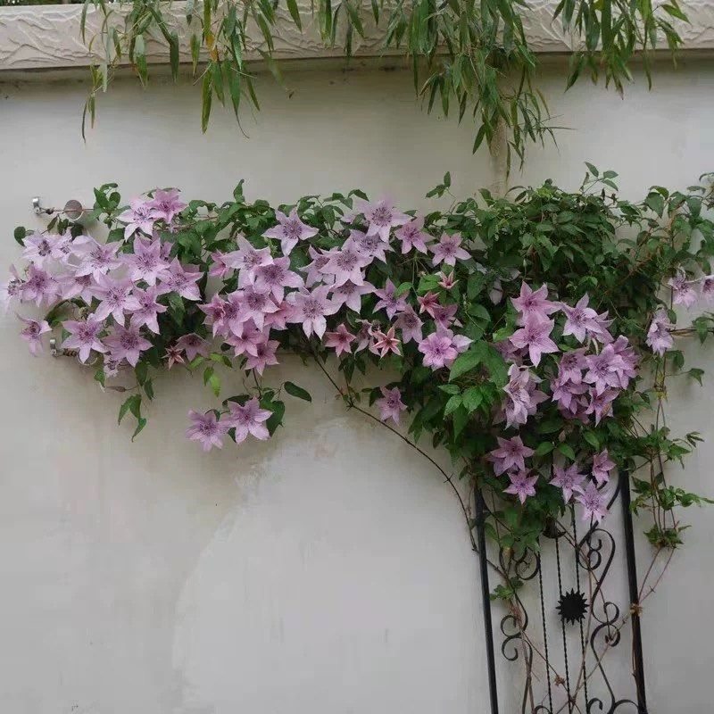 如梦铁线莲花苗盆栽爬藤植物单瓣大花爬墙藤本花卉阳台庭院绿植物
