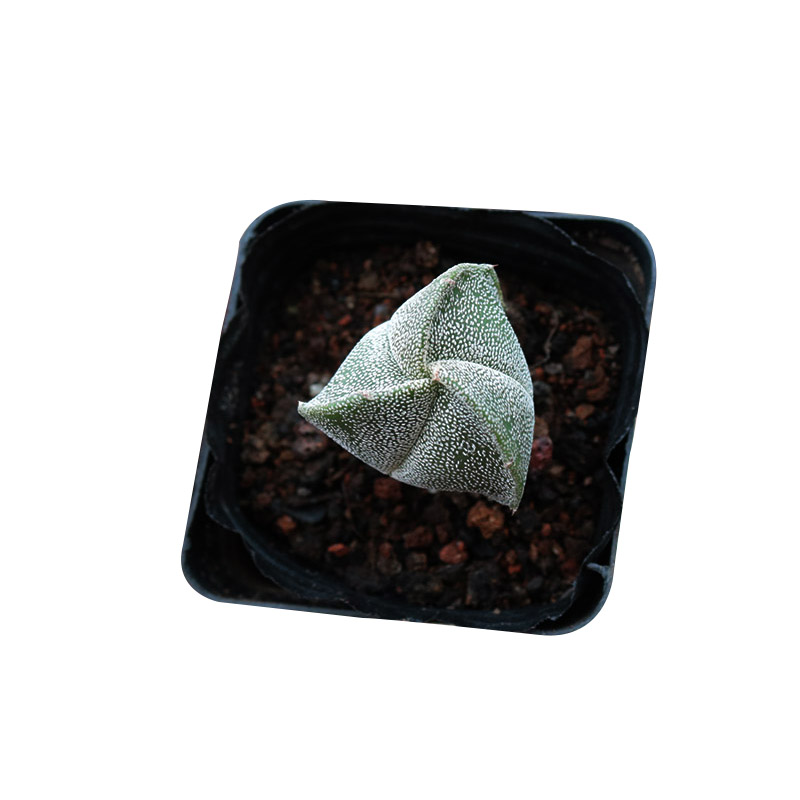 三角鸾凤玉实生仙人球 稀有白沙琉璃开花仙人掌 室内防辐射小盆栽