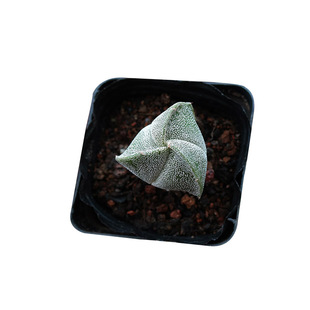 三角鸾凤玉实生仙人球 稀有白沙琉璃开花仙人掌 室内防辐射小盆栽