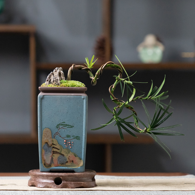 罗汉松盆景植物造型树老桩绿植室内悬崖式四季常青桌面好养小盆栽