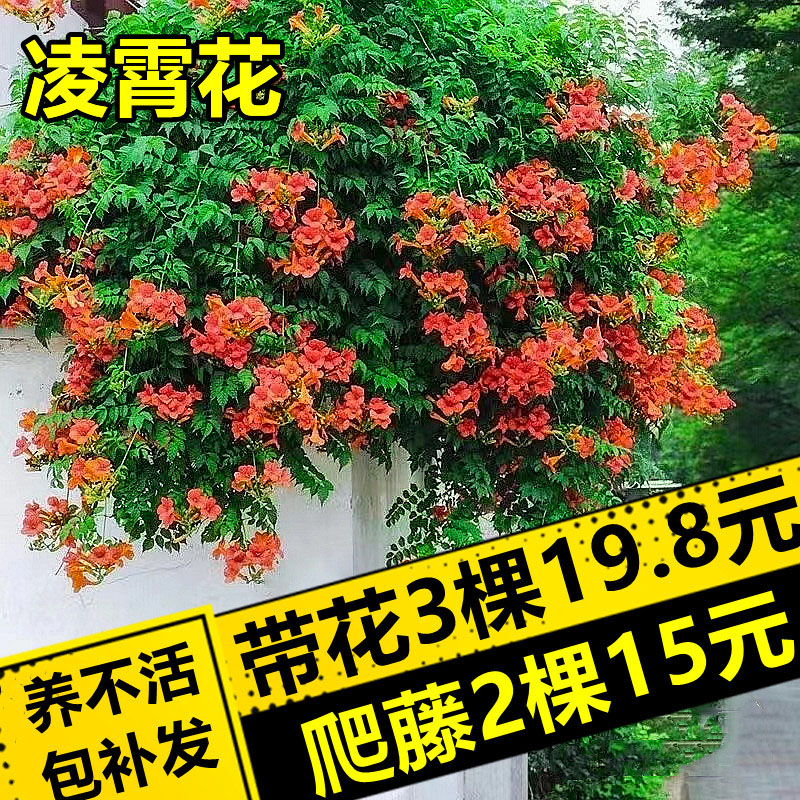 凌霄花苗耐寒耐热苗炮仗花四季开花花植物爬藤植物阳台庭院凌霄花