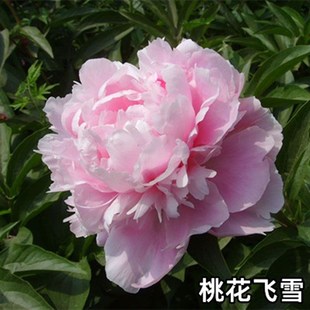 菏泽正宗观赏芍药花苗带根多年生重瓣大花盆栽芍药花根块非牡丹花