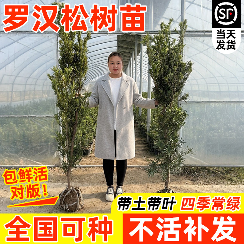 正宗罗汉松树苗大树地栽四季常青盆景小叶雀舌庭院别墅绿化造型树
