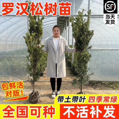 正宗罗汉松树苗大树地栽四季常青盆景小叶雀舌庭院别墅绿化造型树