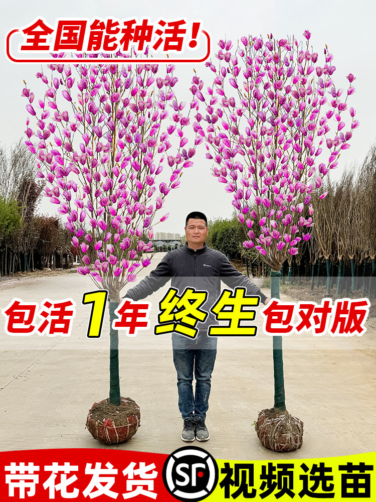 玉兰花树苗带花苞红白紫广玉兰室外庭院耐寒四季花卉盆栽绿化大树