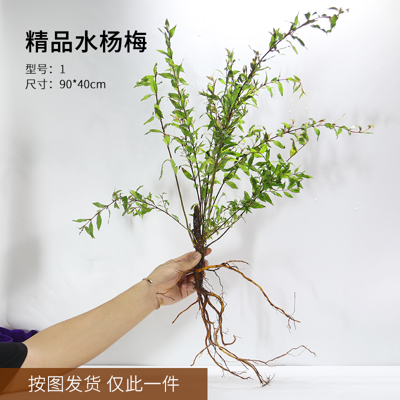 水杨梅鱼缸造景装饰生桩水景缸水陆缸造景野采树桩水培土水族