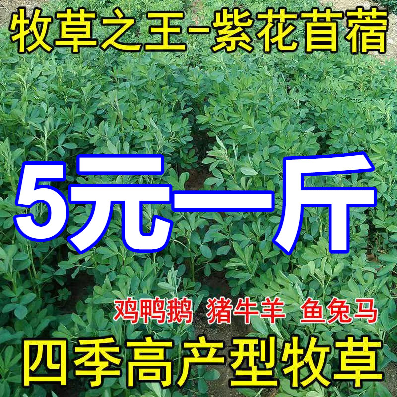 紫花苜蓿草种籽多年生牧草种子四季养殖喂羊牛鸡鸭鹅草鱼牧草种籽