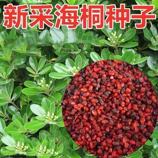 新采海桐种子海桐花乔木灌木海桐球种子山矾树籽四季常青海桐籽