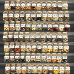 科普种子标本蔬菜水果五谷豆子学生认知鉴别幼儿园植物角种子大全