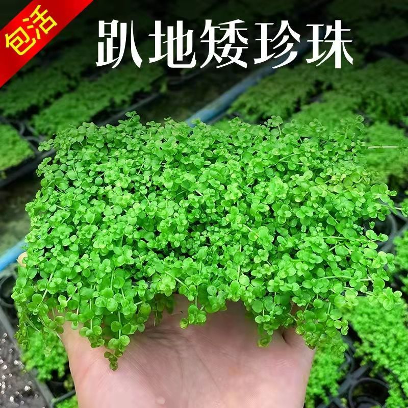 四季假山草种子造盆景珍