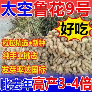 超高产花生种子原种鲁花九号薄壳矮秆早熟高油农科院新种抗旱芽率