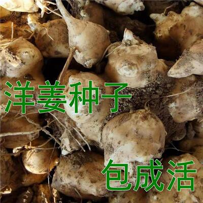 洋姜鬼子种菊芋地菜不辣带